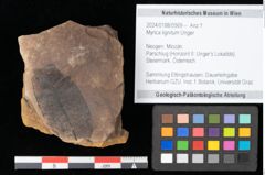 Foto (Objekt + Etikett) von Myrica lignitum Unger (NHMW-GEO-2024-0188-0569)